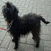 A photograph of the Affenpinscher