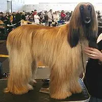 A photograph of the Afghan Hound