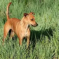 A photograph of the Africanis