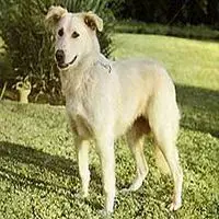 A photograph of the Aidi