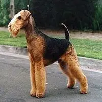 A photograph of the Airedale Terrier