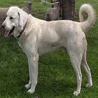 A photograph of the Akbash Dog