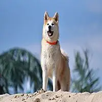 A photograph of the Akita Inu