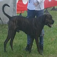 A photograph of the Alano Español