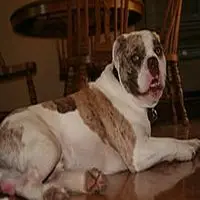 A photograph of the Alapaha Blue Blood Bulldog