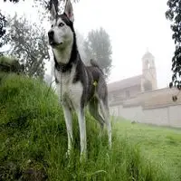 A photograph of the Alaskan Husky