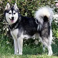 A photograph of the Alaskan Klee Kai (Toy)