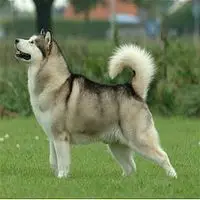 A photograph of the Alaskan Malamute