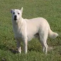 A photograph of the Alopekis (Αλωπεκίς)