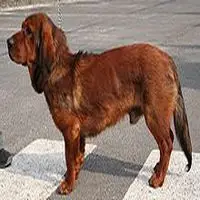 A photograph of the Alpine Dachsbracke