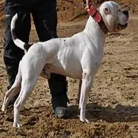 A photograph of the American Bulldog