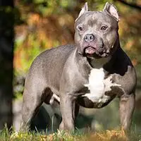 A photograph of the American Bully