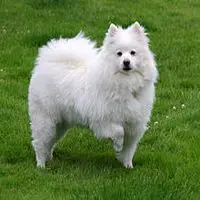 A photograph of the American Eskimo Dog (Standard)