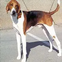 A photograph of the American Foxhound