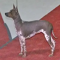 A photograph of the American Hairless Terrier