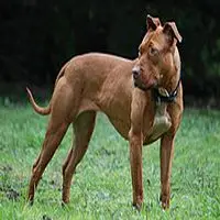 A photograph of the American Pit Bull Terrier