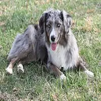 A photograph of the American Shepherd (Miniature)