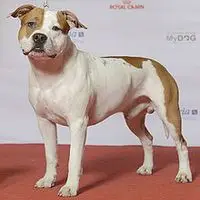 A photograph of the American Staffordshire Terrier