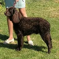 A photograph of the American Water Spaniel