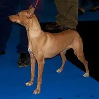 A photograph of the Andalusian Hound (Large)