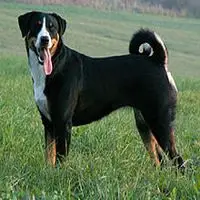 A photograph of the Appenzeller Sennenhund