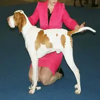 A photograph of the Ariège Pointer
