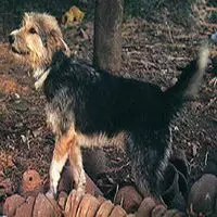 A photograph of the Armant