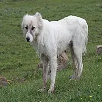 A photograph of the Armenian Gampr