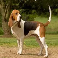 A photograph of the Artois Hound