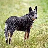A photograph of the Australian Cattle Dog