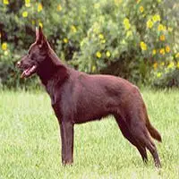 A photograph of the Australian Kelpie