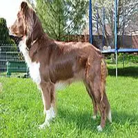 A photograph of the Australian Shepherd