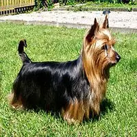 A photograph of the Australian Silky Terrier
