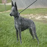 A photograph of the Australian Stumpy Tail Cattle Dog