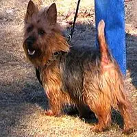 A photograph of the Australian Terrier