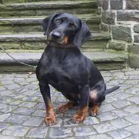 A photograph of the Austrian Black and Tan Hound
