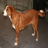 A photograph of the Austrian Pinscher