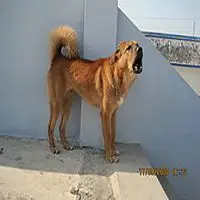 A photograph of the Bakharwal Dog