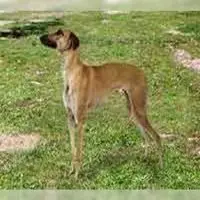 A photograph of the Banjara Hound
