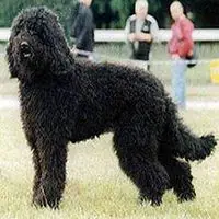 A photograph of the Barbet
