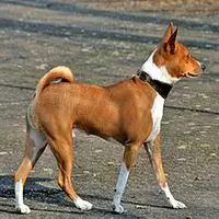 A photograph of the Basenji
