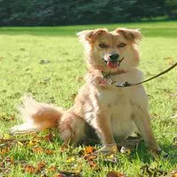 A photograph of the Basque Shepherd Dog (Gorbeiakoa)