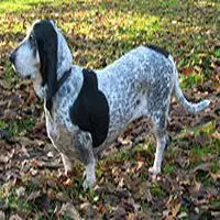 A photograph of the Basset Bleu de Gascogne