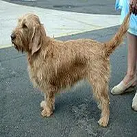 A photograph of the Basset Fauve de Bretagne