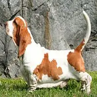 A photograph of the Basset Hound