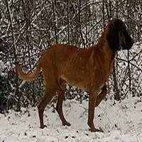 A photograph of the Bavarian Mountain Hound