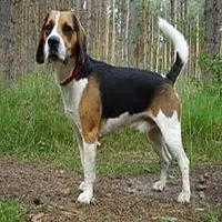 A photograph of the Beagle-Harrier