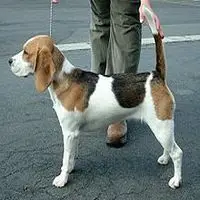 A photograph of the Beagle