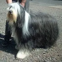 A photograph of the Bearded Collie