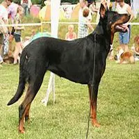 A photograph of the Beauceron